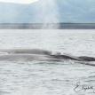 2 Finbacks