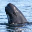 pilot whale spy hopping