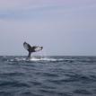 humpback tail