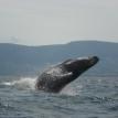 breaching humpback