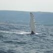 humpback showing off